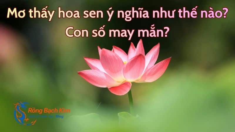 Mơ thấy hoa sen ý nghĩa như thế nào? Con số may mắn? 7 mo thay hoa sen 1