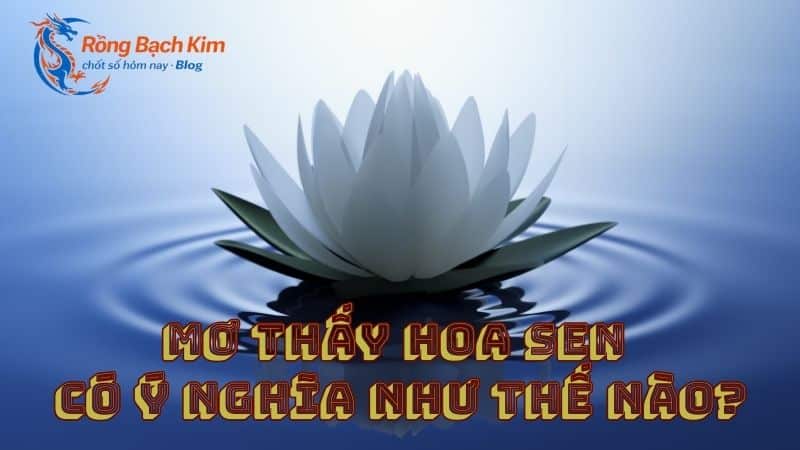 mơ thấy hoa sen