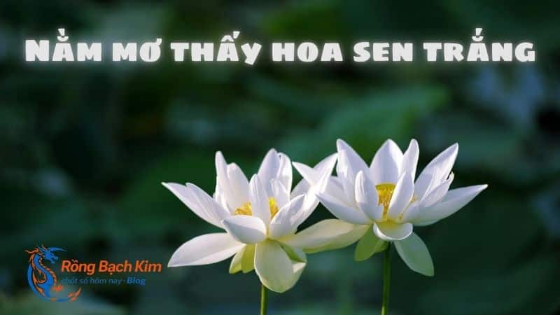 mơ thấy hoa sen