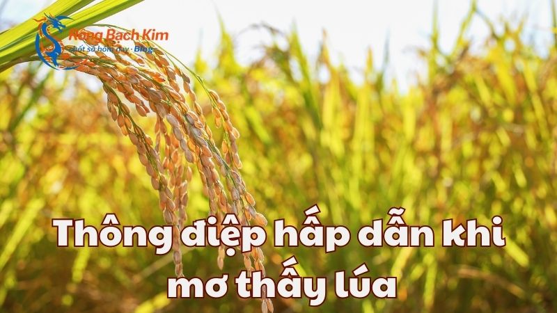 Thông điệp hấp dẫn khi nằm mơ thấy lúa chi tiết nhất 1 mơ thấy lúa