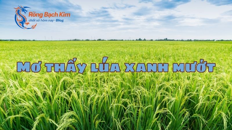 Thông điệp hấp dẫn khi nằm mơ thấy lúa chi tiết nhất 2 mơ thấy lúa