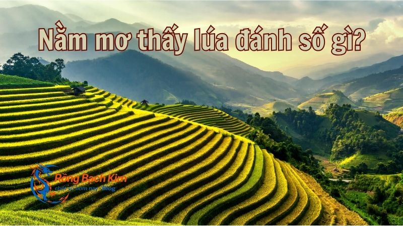 Thông điệp hấp dẫn khi nằm mơ thấy lúa chi tiết nhất 3 mơ thấy lúa