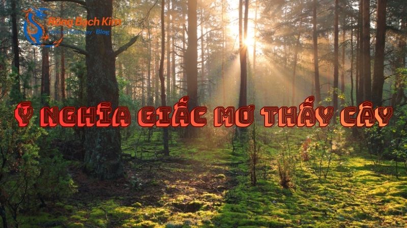 Ý nghĩa giấc mơ thấy cây