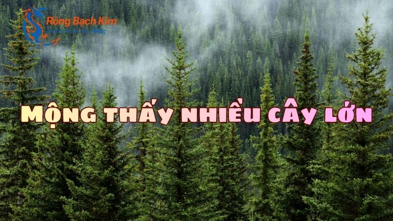 Ý nghĩa giấc mơ thấy cây