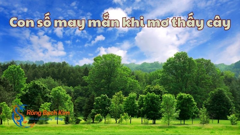 Ý nghĩa giấc mơ thấy cây